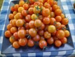 SUNGOLD F2 CHERRY TOMATOES