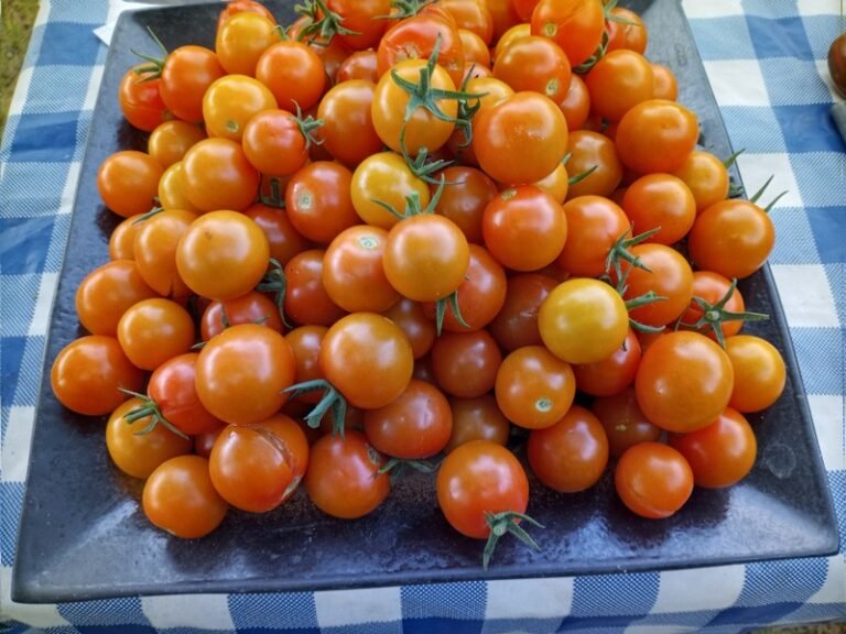 Sungold (F2) Tomato Seeds For Sale At Bounty Hunter Seeds!