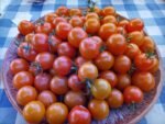 SUNGOLD F2 CREATE YOUR OWN TOMATOES