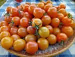SUNGOLD F2 TOMATOES