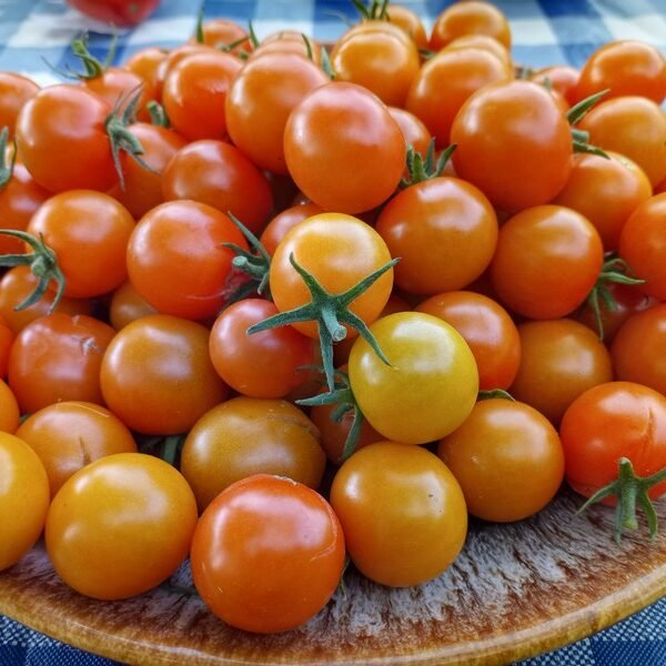 SUNGOLD F2 TOMATOES