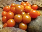 Sungold Select 2 Tomato - Image 2