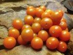 Sungold Select 2 Tomato