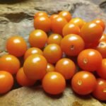 Sungold Select 2 Tomato