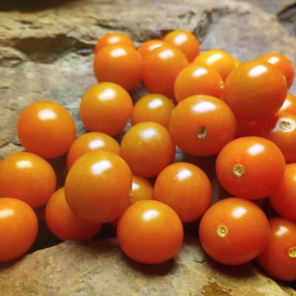 Sungold Select 2 Tomato