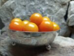 SUNGOLD SELECT ORANGE TOMATOES