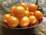 Sungold Select Tomato