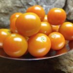 Sungold Select Tomato