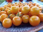 SUNSUGAR CREATE YOUR OWN TOMATOES