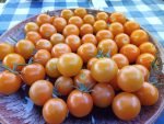 SUNSUGAR F2 INDETERMINATE TOMATOES