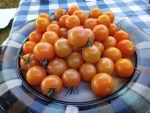 Sunsugar F2 Tomato