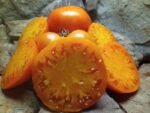 Sweet Ozark Orange Tomato - Image 2