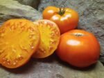 Sweet Ozark Orange Tomato - Image 3