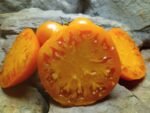 Sweet Ozark Orange Tomato - Image 4