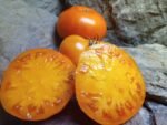 Sweet Ozark Orange Tomato - Image 5