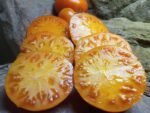 Sweet Ozark Orange Tomato