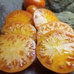 Sweet Ozark Orange Tomato
