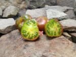 Spud Viper Dwarf Tomato Striped Tomatoes.