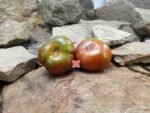Spud Viper Dwarf Tomato