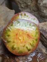 TAIGA TOMATO NEW TOMATOES