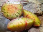 TAIGA WELL KNOWN BREEDERS TOMATOES