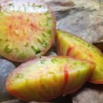 TAIGA WELL KNOWN BREEDERS TOMATOES