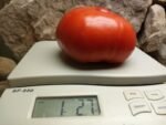 Top Sirloin Tomato