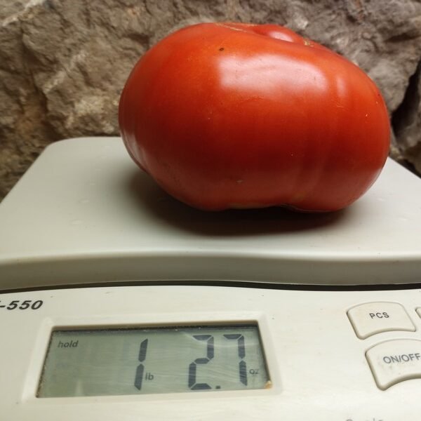Top Sirloin Tomato