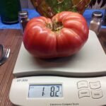 TZAR'S ROYAL GIFT 1 POUND PLUS TOMATO