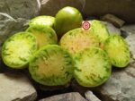 Taiga Tomato Seeds For Sale At Bounty Hunter Seeds