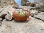 Tennessee Suited Dwarf Tomato