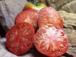 UNCLE MARK BAGBY INDETERMINATE TOMATOES