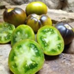 WAGNER BLUE GREEN SALAD TOMATO