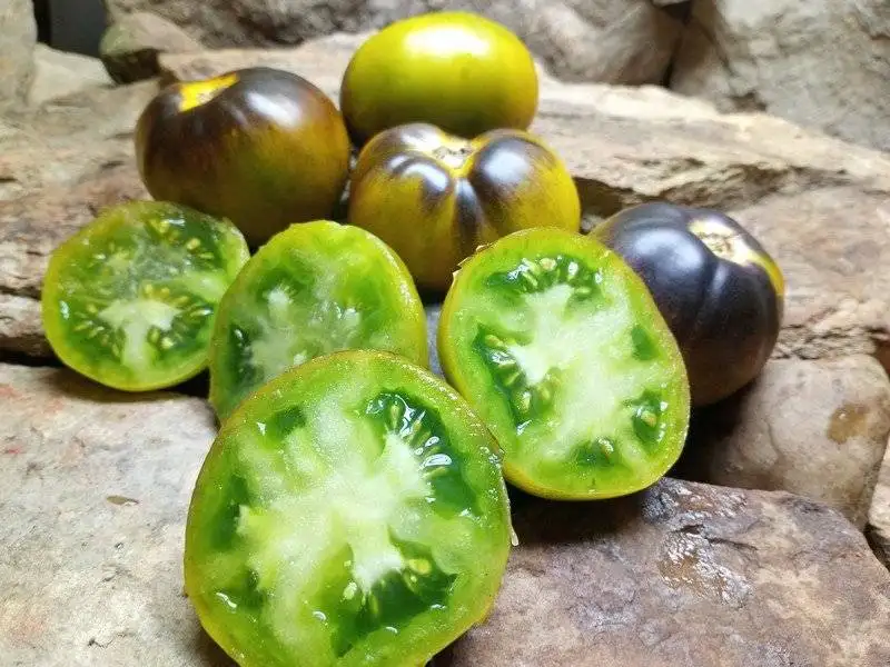 WAGNER BLUE GREEN SALAD TOMATO