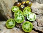 WAGNER BLUE GREEN TOMATO