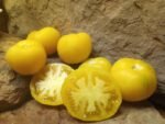 WAPSIPINICON PEACH INDETERMINATE TOMATO