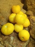 WAPSIPINICON PEACH CHERRY TOMATO