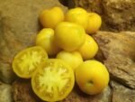WAPSIPINICON PEACH YELLOW TOMATO
