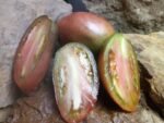 WESSEL'S PURPLE PRIDE BICOLORED TOMATO