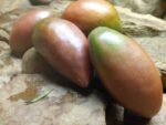 WESSEL'S PURPLE PRIDE BLACK TOMATO