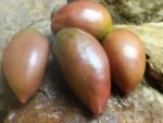 WESSEL'S PURPLE PRIDE ELONGATED TOMATO