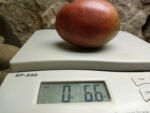 Wessel's Purple Pride Tomato