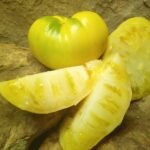 WHITE QUEEN TOMATOES