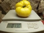 WHITE TOMESOL INDETERMINATE TOMATOES