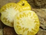 WHITE TOMESOL WHITE TOMATOES