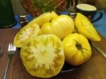 WHITE TOMESOL SANDWICH TOMATOES