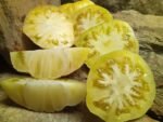 White Tomesol Tomato