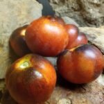 Wooly Blue Wine Tomato