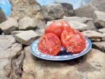 Wisconsin Chief Tomato Seeds.