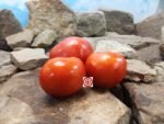 Wisconsin Chief Tomato Slicing Tomatoes.